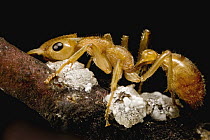 Dinosaur Ant (Nothomyrmecia macrops) worker guarding scale insects that have exuded so much honeydew that they appear to be covered in sugar, Poochera, Australia