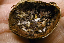 Slave-making Ant (Protomognathus americanus) and their orange Ant (Temnothorax sp) slaves in acorn, Ohio