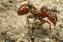 Ant (Dorymyrmex sp) workers climbing on a larger Harvester Ant (Pogonomyrmex maricopa) to lick her body clean, Portal, Arizona