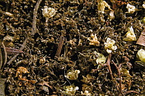 Argentine Ant (Linepithema humile) dead bodies piling up along the battle lines between two colonies, Escondido, California