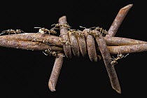 Argentine Ant (Linepithema humile) group on barbed wire, Argentina