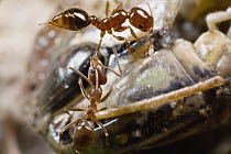 Argentine Ant (Linepithema humile) grabbing the leg of a fire ant in a fight to control the dead grasshopper they are standing on, the fire ant is exuding venom from her stinger used to slash her atta...