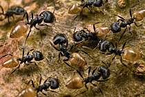 Ant (Crematogaster sp) group along the trail of a large nest, Ghana