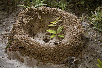 Ant (Pheidole ferox) nest entrance was formed from underground soil excavation and deposition by worker ants, Parana River, northern Argentina