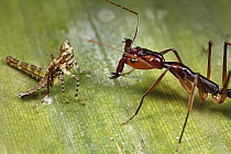 Ant (Odontomachus sp) ready to catch its prey with its jaws open, Tiputini, Ecuador