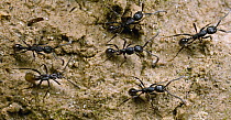 Rove Beetle (Staphylinidae) mimics Ant (Neivamyrmex sp) workers to beg for food or prey from the ants, Tiputini, Ecuador