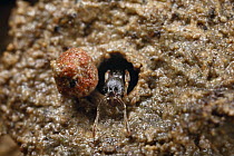 Door-maker Ant (Stenamma alas) at nest entrance with mud ball used as a door nearby, Rio Toachi, Ecuador