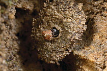 Door-maker Ant (Stenamma alas) closing nest entrance with mud ball used as a door nearby, Rio Toachi, Ecuador. Sequence 2 of 3