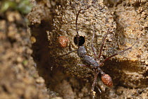 Door-maker Ant (Stenamma alas) at nest entrance with mud ball used as a door nearby, Rio Toachi, Ecuador. Sequence 1 of 3