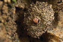 Door-maker Ant (Stenamma alas) using mud ball to close entrance to nest, Rio Toachi, Ecuador. Sequence 3 of 3