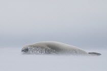 Crabeater Seal (Lobodon carcinophagus) in blizzard, sleeping on fast ice, Admiralty Sound, Weddell Sea, Antarctica