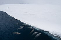 Crabeater Seal (Lobodon carcinophagus) surfacing to breathe through fast ice lead, Admiralty Sound, Weddell Sea, Antarctica