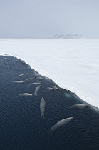 Crabeater Seal (Lobodon carcinophagus) surfacing to breathe through fast ice lead, Admiralty Sound, Weddell Sea, Antarctica