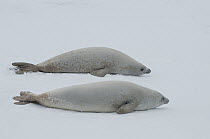 Crabeater Seal (Lobodon carcinophagus) pair resting on fast ice, Admiralty Sound, Weddell Sea, Antarctica