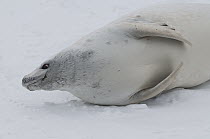 Crabeater Seal (Lobodon carcinophagus) resting on fast ice, Admiralty Sound, Weddell Sea, Antarctica