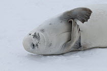 Crabeater Seal (Lobodon carcinophagus) scratching itself on fast ice, Admiralty Sound, Weddell Sea, Antarctica