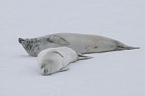 Crabeater Seal (Lobodon carcinophagus) pair resting on fast ice, Admiralty Sound, Weddell Sea, Antarctica