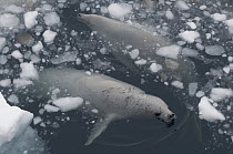 Crabeater Seal (Lobodon carcinophagus) pair surfacing to breathe through brash ice, Admiralty Sound, Weddell Sea, Antarctica
