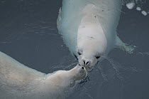 Crabeater Seal (Lobodon carcinophagus) pair surfacing to breathe through brash ice, Admiralty Sound, Weddell Sea, Antarctica