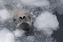 Crabeater Seal (Lobodon carcinophagus) surfacing to breathe through brash ice, Admiralty Sound, Weddell Sea, Antarctica