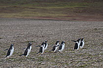 Gentoo Penguin (Pygoscelis papua) commuters returning to nesting colony in late afternoon, Steeple Jason Island, Falkland Islands