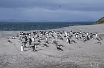 Gentoo Penguin (Pygoscelis papua) nesting colony on windswept sand dunes, Saunders Island, Falkland Islands