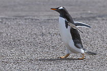 Gentoo Penguin (Pygoscelis papua) walking, Saunders Island, Falkland Islands