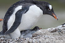 Gentoo Penguin (Pygoscelis papua) brooding chick, Saunders Island, Falkland Islands