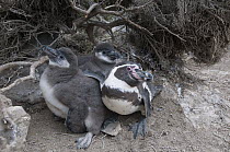 Humboldt Penguin (Spheniscus humboldti) guarding chicks, Tilgo Island, La Serena, Chile