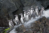 Humboldt Penguin (Spheniscus humboldti) group gathering on coast, Tilgo Island, La Serena, Chile
