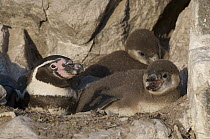 Humboldt Penguin (Spheniscus humboldti) and chick in rock burrow, Tilgo Island, La Serena, Chile