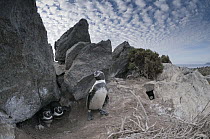 Humboldt Penguin (Spheniscus humboldti) nesting in rock burrow on desert island, Tilgo Island, La Serena, Chile