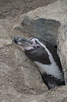 Humboldt Penguin (Spheniscus humboldti) peeking out of nest in rock burrow, Tilgo Island, La Serena, Chile
