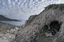 Humboldt Penguin (Spheniscus humboldti) nesting in rock burrow on desert island, Tilgo Island, La Serena, Chile
