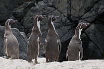 Humboldt Penguin (Spheniscus humboldti) group, Tilgo Island, La Serena, Chile