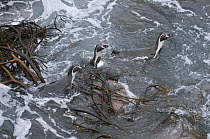 Humboldt Penguin (Spheniscus humboldti) swimming through kelp, Tilgo Island, La Serena, Chile