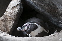 Humboldt Penguin (Spheniscus humboldti) in nesting cavity in rock burrow, Tilgo Island, La Serena, Chile