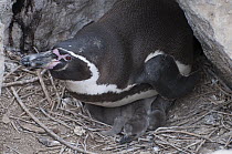 Humboldt Penguin (Spheniscus humboldti) and chick at entrace to rock burrow, Tilgo Island, La Serena, Chile