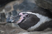 Humboldt Penguin (Spheniscus humboldti), Tilgo Island, La Serena, Chile
