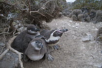 Humboldt Penguin (Spheniscus humboldti) and chicks under desert bush, Tilgo Island, La Serena, Chile