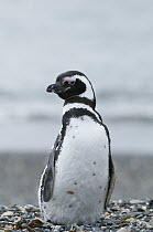 Magellanic Penguin (Spheniscus magellanicus), Isla Martilla, Tierra del Fuego, Argentina