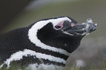 Magellanic Penguin (Spheniscus magellanicus), Isla Martilla, Tierra del Fuego, Argentina