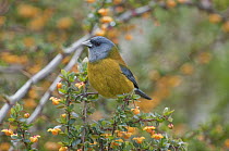 Patagonian Sierra-Finch (Phrygilus patagonicus), Ushuaia, Tierra del Fuego, Argentina