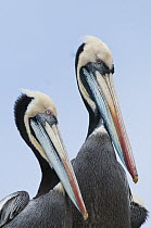 Peruvian Pelican (Pelecanus thagus) pair in full breeding plumage, Algarrobo, Valparaiso, Chile