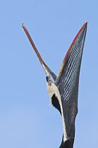 Peruvian Pelican (Pelecanus thagus) in full breeding plumage, stretching pouch, Algarrobo, Valparaiso, Chile