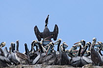 Peruvian Pelican (Pelecanus thagus) nesting colony, courtship in full breeding plumage, Algarrobo, Valparaiso, Chile