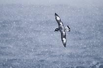 Pintado Petrel (Daption capense) flying in snow, Drake Passage, Antarctica