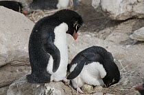 Rockhopper Penguin (Eudyptes chrysocome) incubating eggs, New Island, Falkland Islands