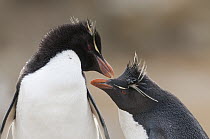 Rockhopper Penguin (Eudyptes chrysocome) pair preening, New Island, Falkland Islands