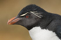 Rockhopper Penguin (Eudyptes chrysocome), New Island, Falkland Islands